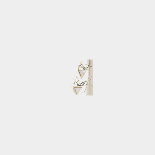 Wall Vessel and Planter Set